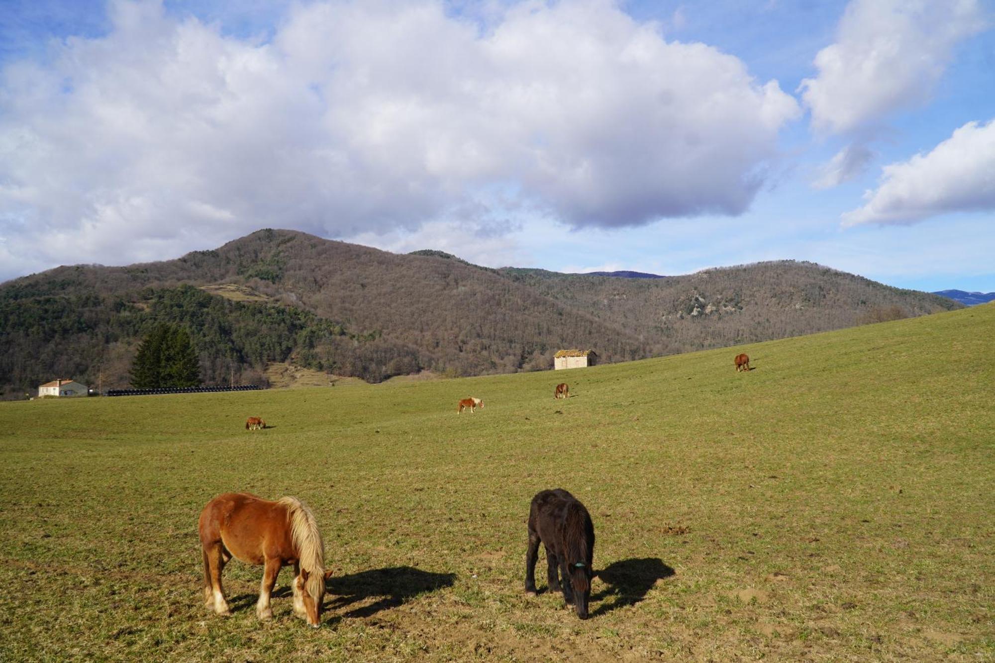 Cal Harrys - La Mejor Casa De Vacaciones En Pyrenees Con Vistas A La Montana Сан-Пау-де-Сегуриес Экстерьер фото